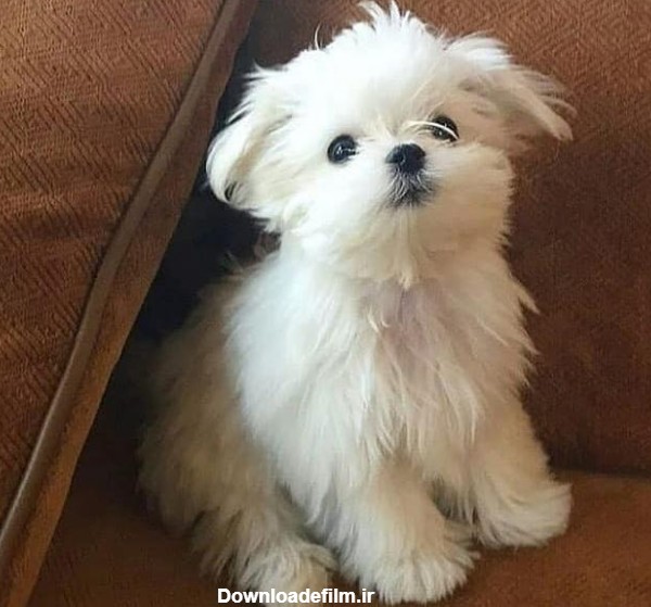 توله سگ کوچک سفید پشمالو - عکس ویسگون