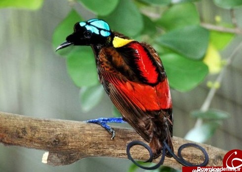 ۱۰ گونه از زیباترین پرندگان جهان +تصاویر
