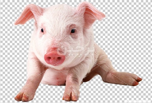 Borchin-ir-free pig png photo عکس بدون زمینه خوک سفید با فرمت png2