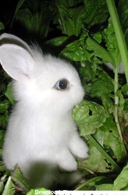 عکس خرگوش جدید