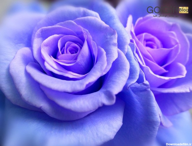رز آبی، انتخابی متفاوت و زیبا | گل گیفت