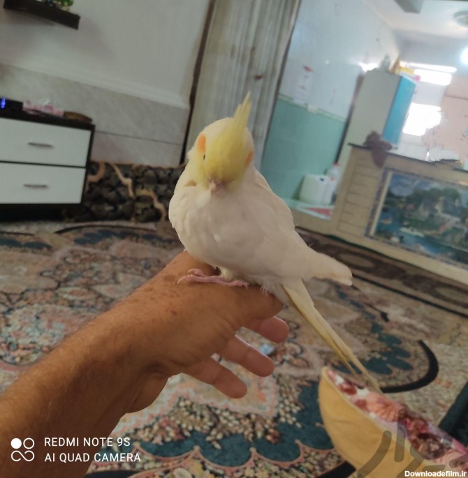 عروس هلندی فول دستی عکس و فیلم بیشتر|پرنده|بوشهر|دیوار