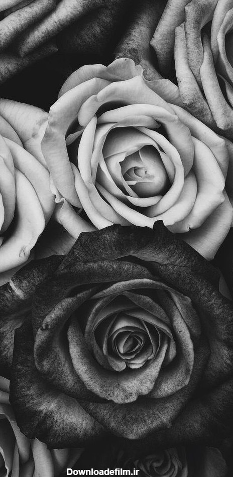 والپیپر سیاه و سفید گل رز