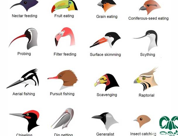 انواع منقار در پرندگان|خصوصیات پرندگان|پرنده