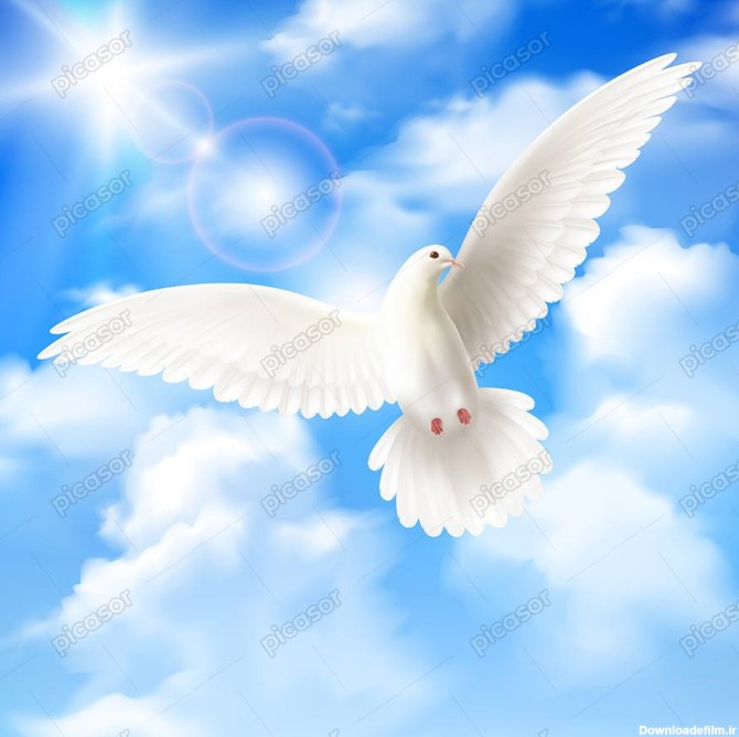 وکتور کبوتر سفید در حال پرواز در آسمان آبی و ابرهای سفید » پیکاسور