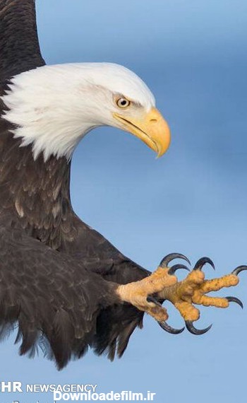 عکس عقاب در حال شکار