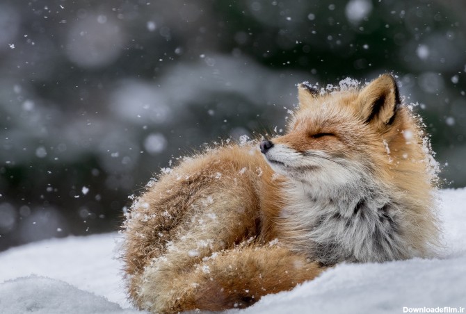 روباه و برف - همشهری آنلاین