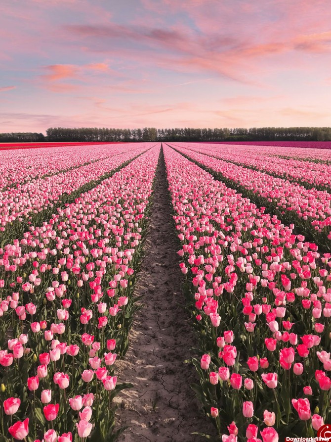 تصاویر دیدنی بسیار زیبا از هلند سرزمین گلهای لاله