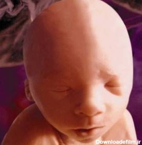 تصاویر مراحل رشد جنین در رحم مادر تا زمان تولد