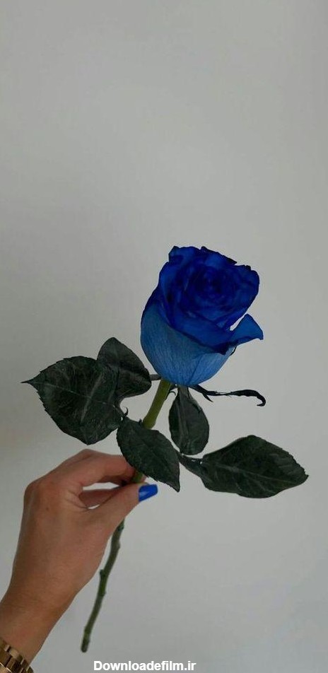 عکس گل رز آبی - قاب دیدنگار