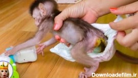 نوزاد میمون - تمیز کردن مادر با آب گرم و صابون