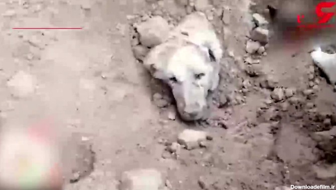 فیلم نجات یک سگ از زیر آوار در گناباد