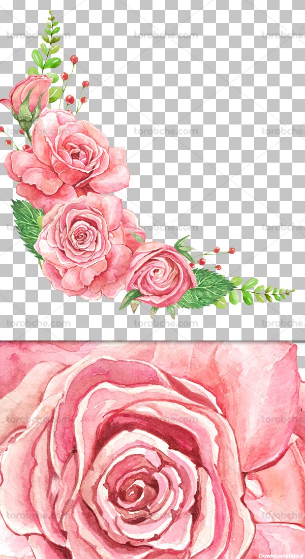 عکس گل های رز صورتی دوربری شده حاشیه ای - گرافیک با طعم تربچه