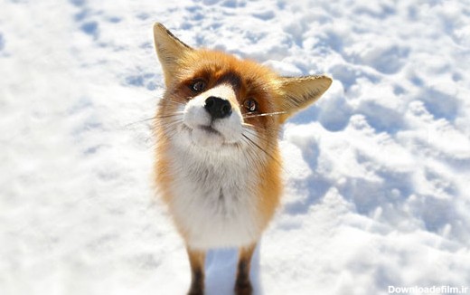 تصاویر جالب و دوست داشتنی روباه ها در زمستان