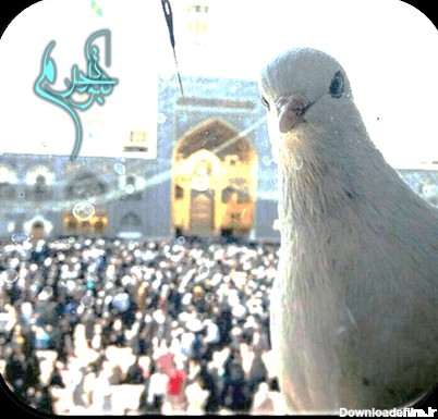 سه عکس بسیار زیبا از کبوتران حرم امام رضا علیه السلام