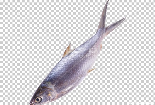 Borchin-ir-sea fish transparent photo دانلود عکس ماهی دریایی بصورت دوربری شده و بدون زمینه۲