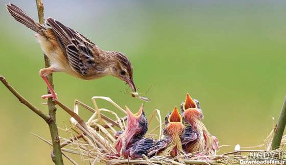 عکس پرنده و جوجه