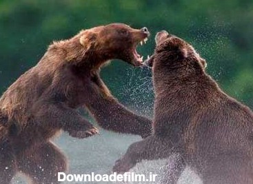 عکس/ نبرد سهمگین دو خرس بر سر غذا - جهان نيوز
