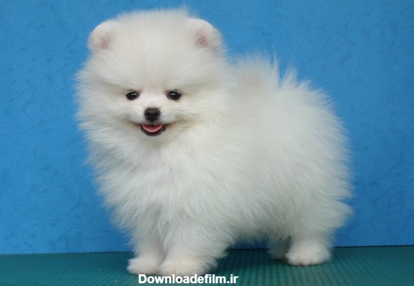 سگ پامرانین pomeranian white dog