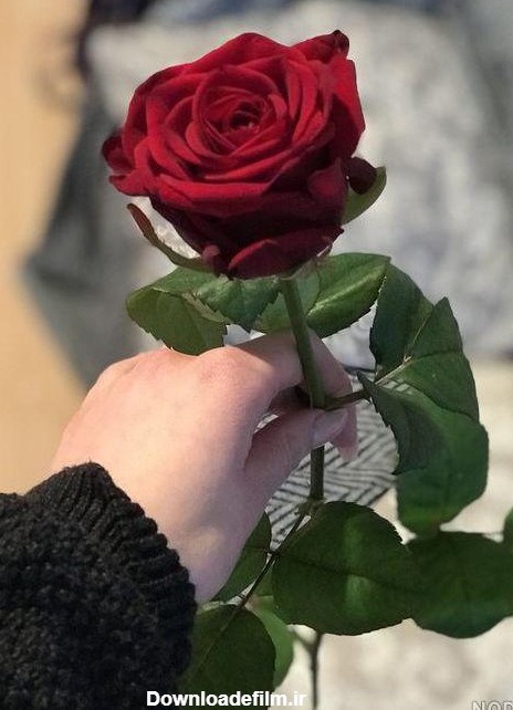 عکس گل رز در دست دختر