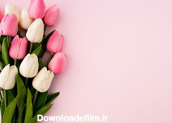 عکس زیبا و باکیفیت بالا از گل های رز هلندی با رنگ های متنوع ، قابل ...
