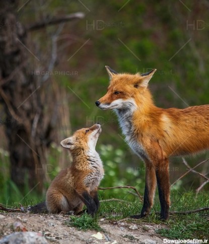 عکس بسیار زیبا از روباه و بچه روباه-فایل لایه باز و موکاپ