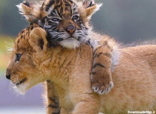 تصاویری از دوستی غیرقابل باور بچه شیر با توله ببر