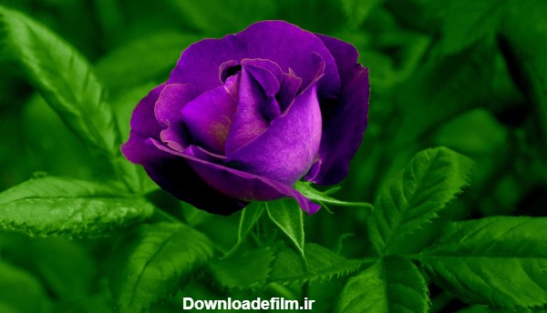 عکس گل رز ارغوانی purple rose flower