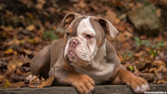 خطرناک ترین و آرام ترین نژاد سگ ها کدامند؟ +عکس