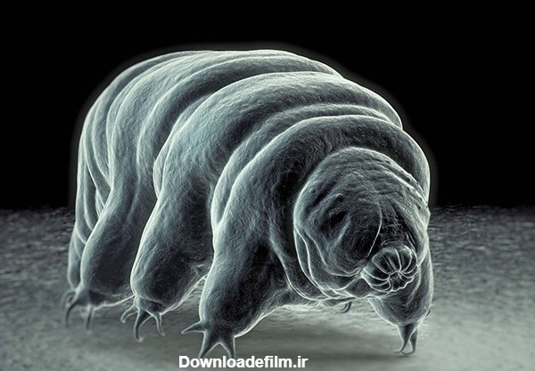 عکس رنگی «خرس آبی» برنده جایزه عکاسی از زندگی جانوران میکروسکوپی ...