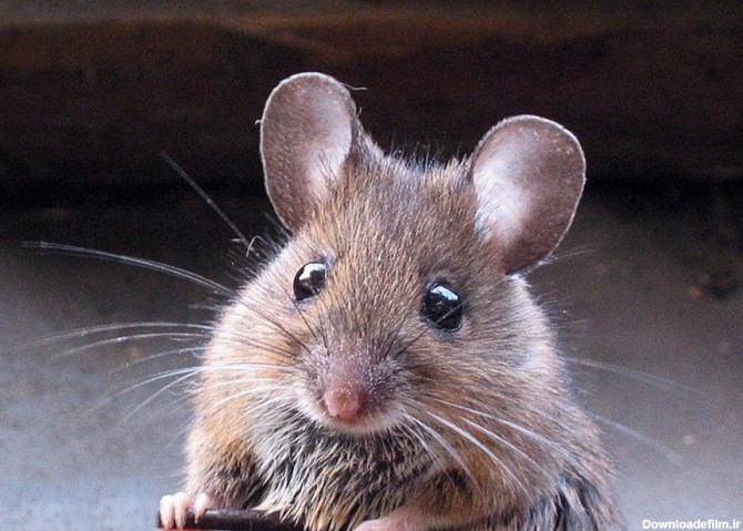 موش ترسناکی که روی کمرش یک گوش انسان رشد کرد+ عکس
