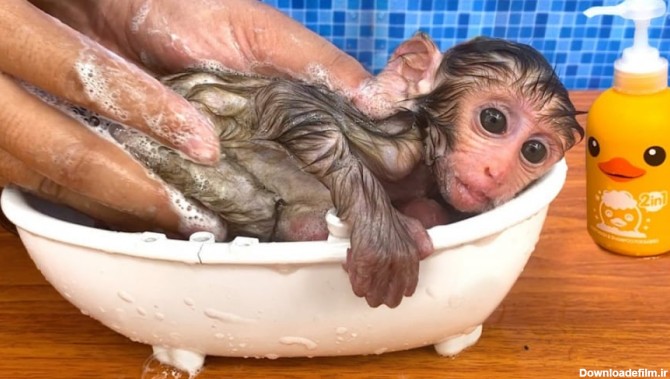 حمام کردن بچه میمون بامزه و لباس جدید