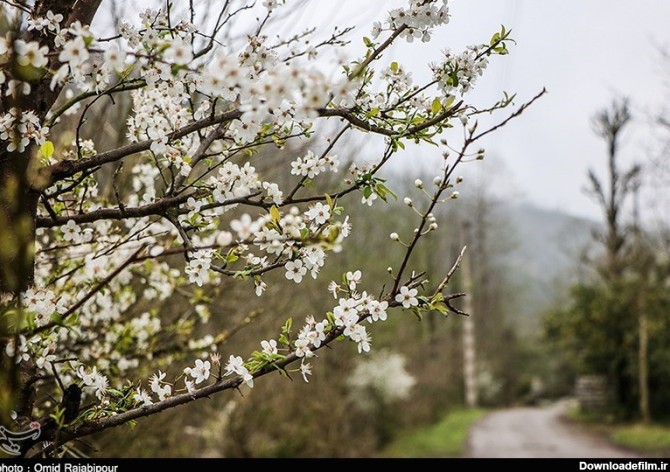 شکوفه‌های زیبای بهاری در گیلان - تابناک | TABNAK
