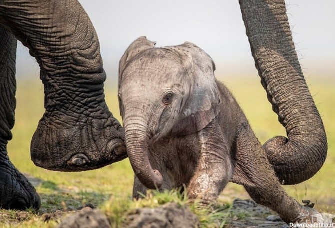 ویدئو) تلاش بچه فیل برای ایستادن