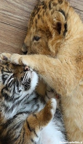 تصاویری از دوستی غیرقابل باور بچه شیر با توله ببر