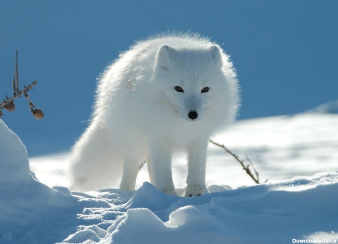ویدئویی مسحورکننده از یک روباه سفید برفی