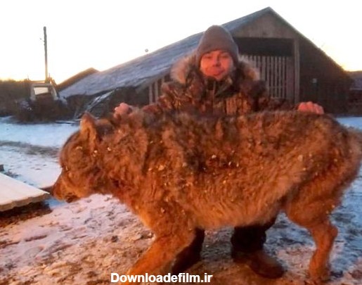 کشاورز روسی با دست خالی گرگ وحشی غول پیکری که سگ هایش را کشته بود ...
