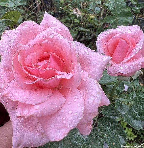 گل رز صورتی باغچه ای ایرانی