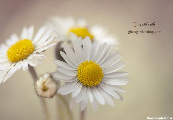 خرید بذر گل مینا سفید ( Daisy )-گلس گاردن