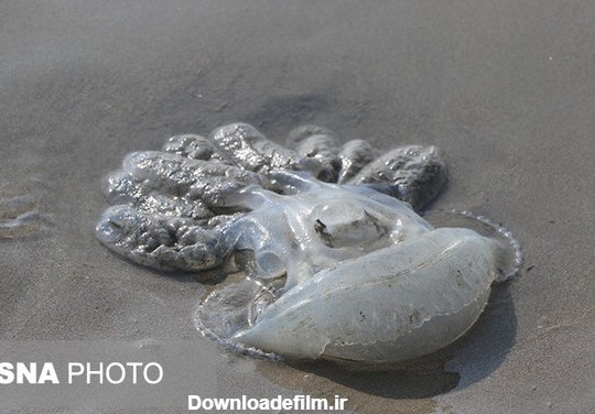 مرگ صدها عروس دریایی در ساحل بندرعباس - تابناک | TABNAK