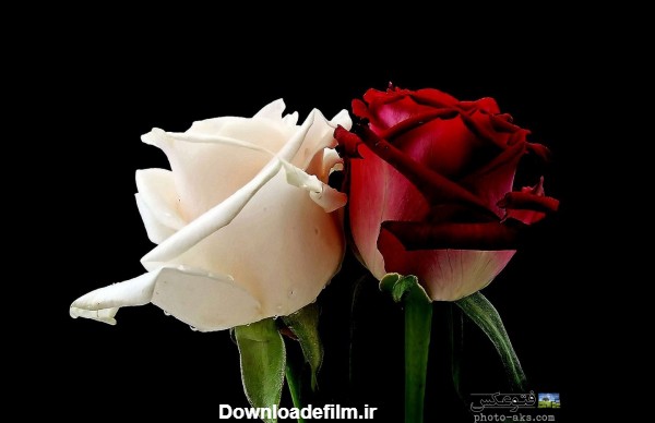 عکس گل رز سفید و قرمز red and white rose