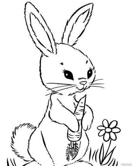 عکس طراحی خرگوش - عکس نودی