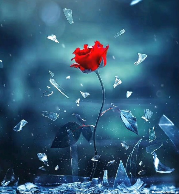 عکس گل رز قرمز متحرک | عکس های زیبا متحرک