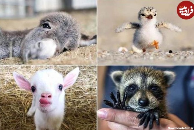 تصاویر دوست‌داشتنی از بچه‌های حیوانات که دلتان را می‌برد
