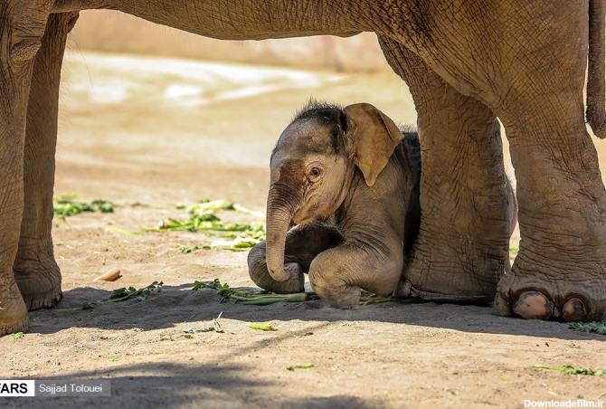 تصاویر: تولد «مایسا» اولین بچه فیل در باغ وحش ارم | سایت انتخاب