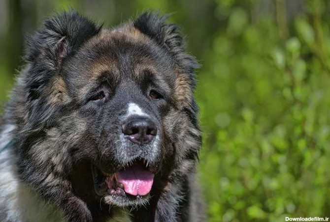 مشخصات کامل، قیمت و خرید نژاد سگ سگ گلۀ قفقازی (Caucasian Shepherd ...