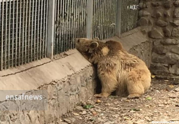 گزارش: حیوانات باغ وحش ارم افسرده‌اند | پایگاه خبری تحلیلی انصاف نیوز
