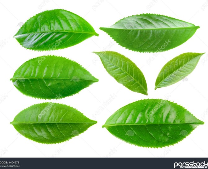 برگ چای سبز جدا شده بر روی زمینه سفید 1404372