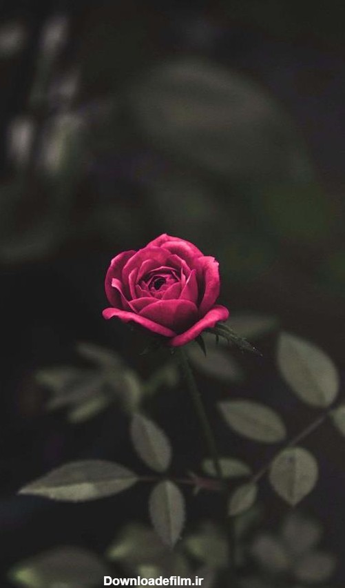 عکس گل برای پروفایل روبیکا