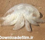مرگ و میر انبوه عروس دریایی در سواحل بوشهر